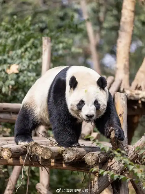 必打卡的大熊猫繁育研究基地,真的太大了,一个野生动物园的规模,不同