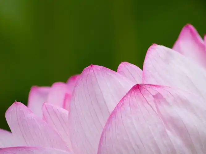 描述: 粉红莲-花卉照片高清壁纸 当前壁纸尺寸: 1920 x 1440