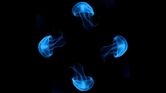 月圆之夜你也可以玩的黑科技