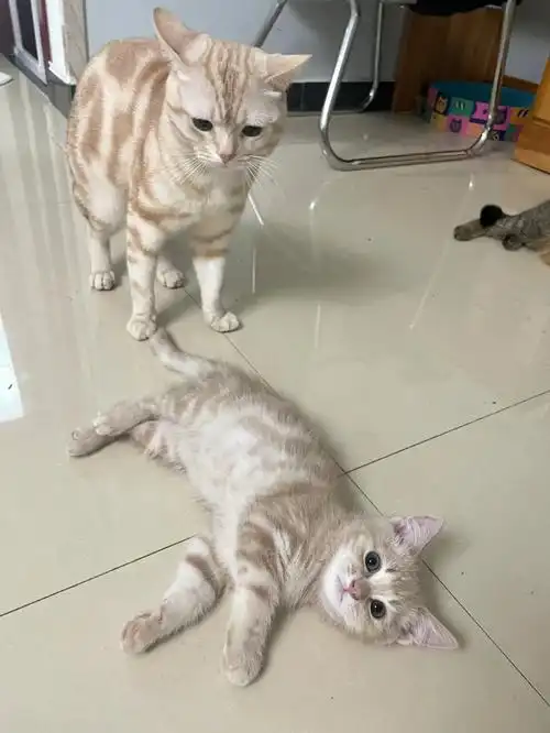 凯米尔色美短|两只奶糕_美短_养猫_凯米怎么样_凯