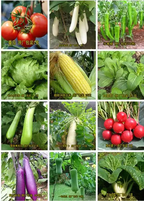 60样秋季蔬菜种子套餐原包装阳台盆栽农家田园四季易种植菜籽包邮_双