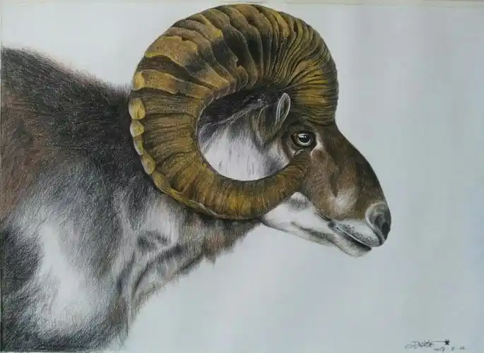 彩铅盘羊54cmx39cm
