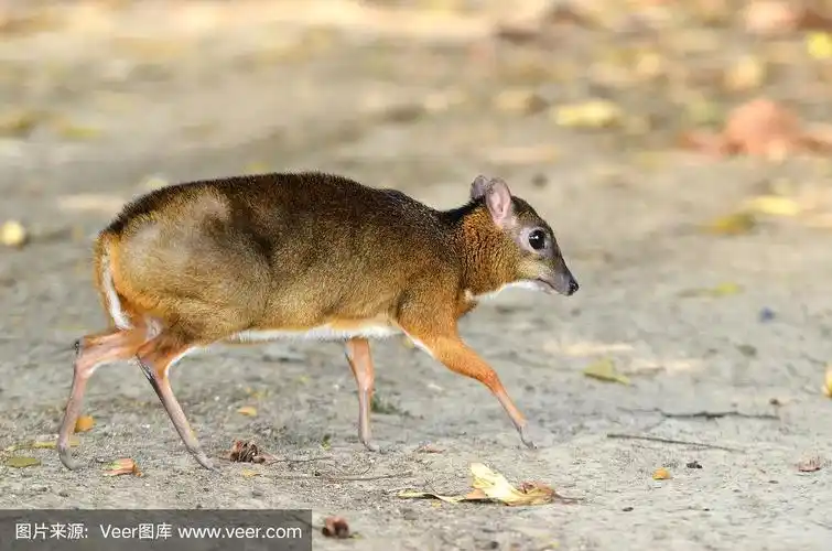 lesser mousedeer,自然,机敏,野生动物,水平画幅