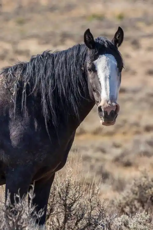 一匹野生马在科罗拉多州的高沙漠夏季