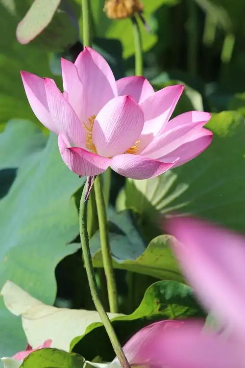 普者黑–最美山水最美荷花(上)