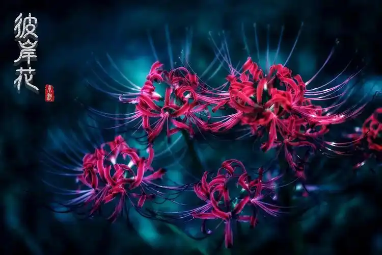 【上海约拍】彼岸花古风写真分享,希望喜欢