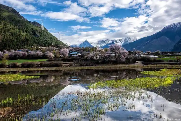 西藏鲁朗林海旅游7天深度游线路去鲁朗林海跟团游七天人均费用67