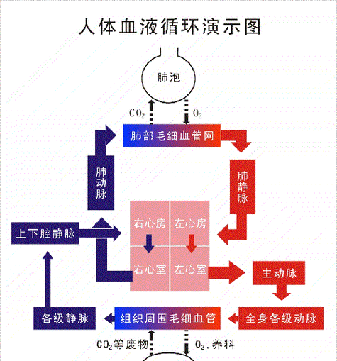 血液在人体里是怎么流动的