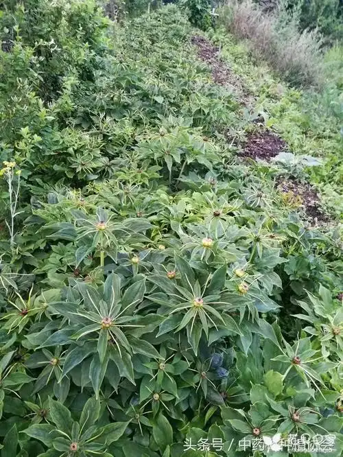 "重楼"带你3分钟了解重楼形态,习性,种植,功效