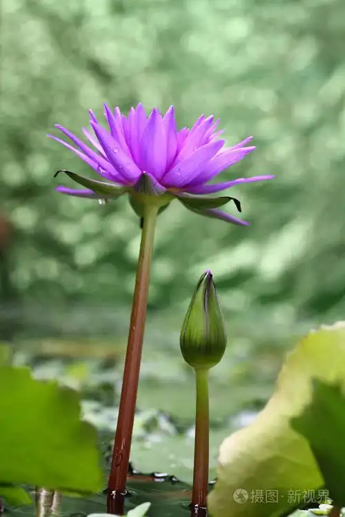 莲花与绿色景背景