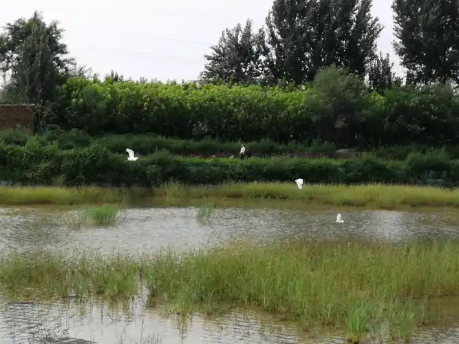 建设中的无极木刀沟湿地景观