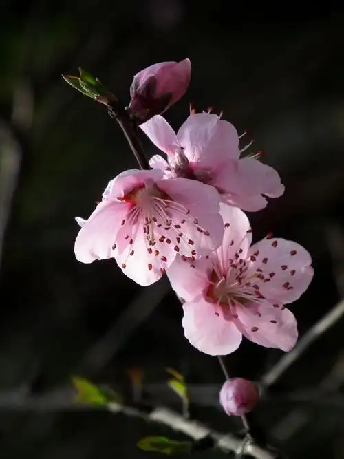 【桃花摄影图片】生态摄影_太平洋电脑网摄影部落