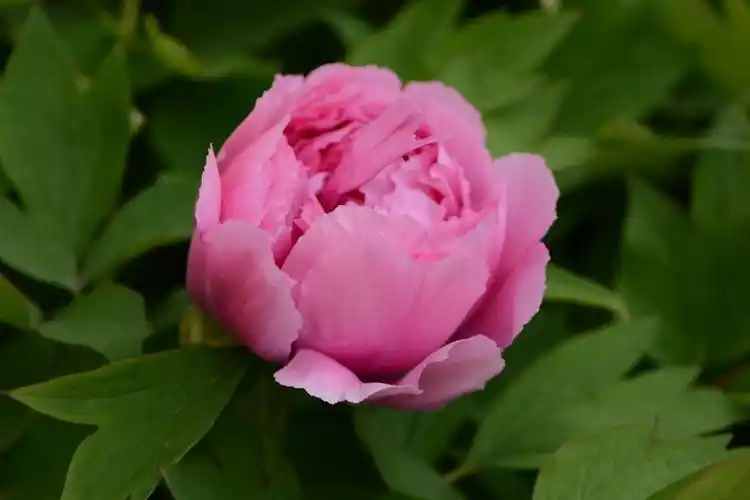 人间最美～富贵牡丹 - 美篇