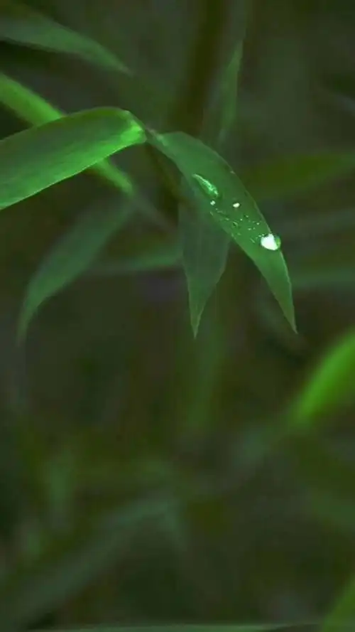 绿色背景图,绿色背景图全绿,绿色背景图可爱,绿色背景图纯色,绿色背景