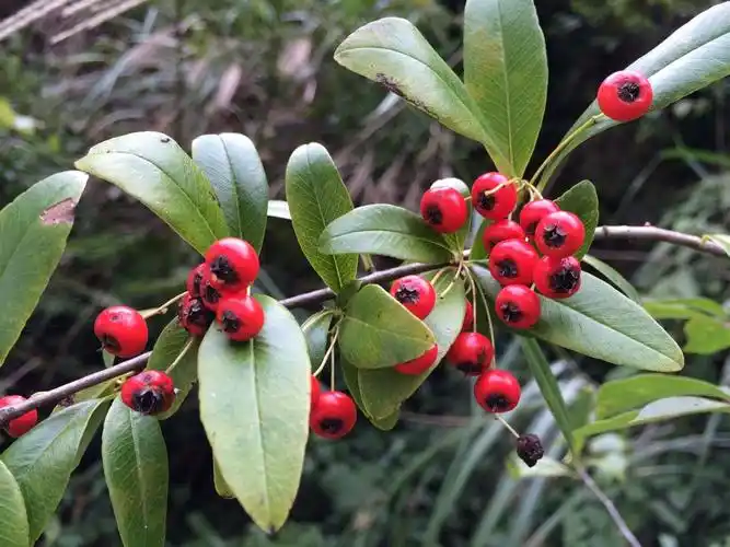 这种野果叫什么?