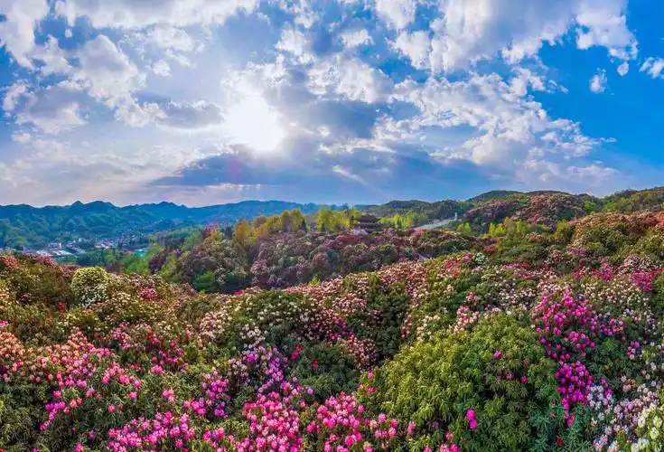 中国最大天然杜鹃花海,正值盛花期!五一去感受百里花海的震撼吧