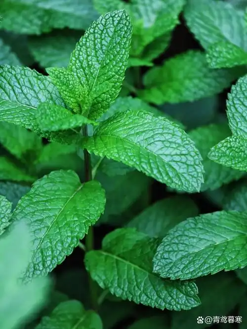 柠檬香水薄荷和夏天 薄荷种植也要分清品种哦 - 院子里薄荷爆长  绿油