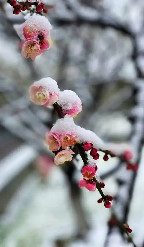 踏雪寻梅,梅花似雪