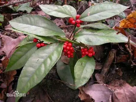 有一种中药,民间俗称八爪斤,常用于治疗跌打损伤,风湿骨痛之类的病,不