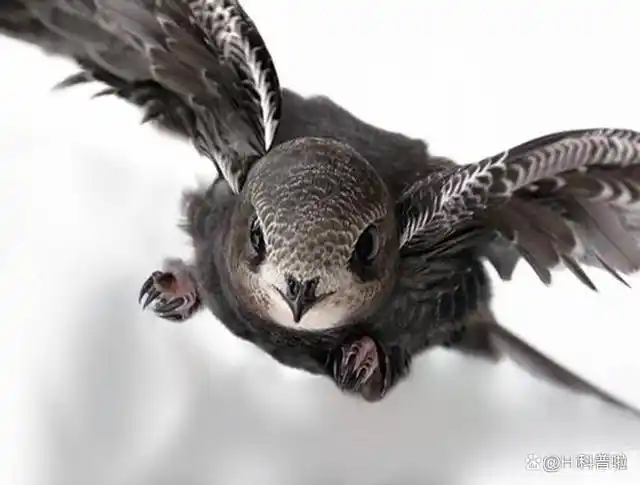 "无脚鸟"雨燕:一辈子都在天上飞,不落地它是怎么繁衍后代的?