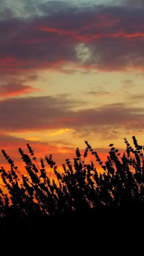 桌布 日落的薰衣草花田 3840x2160 uhd 4k 高清桌布, 图片, 照片