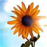 唯美有意境向日葵头像_微信头像图片大全