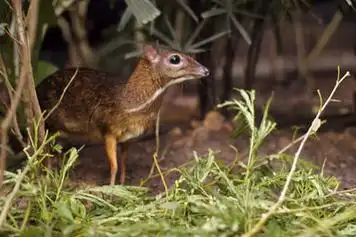 mouse deer 71 unusual cute animal