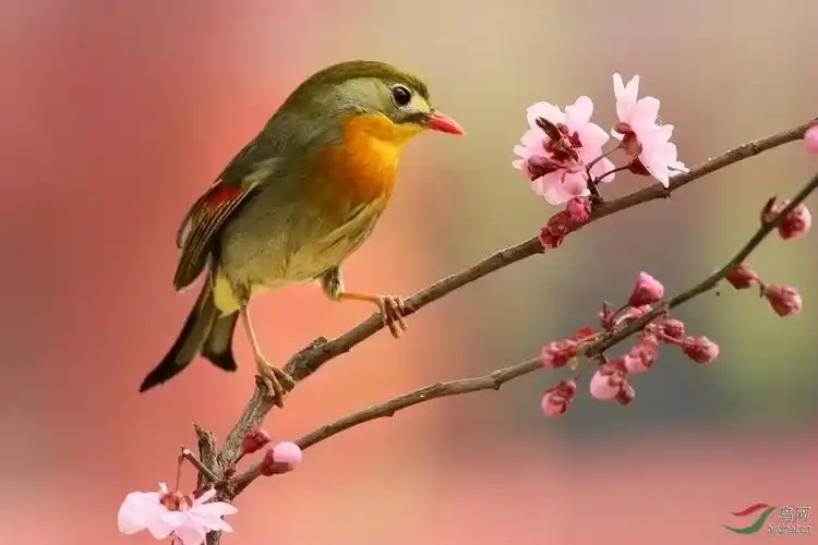 美丽的鸟儿蹬花枝(红嘴相思鸟)