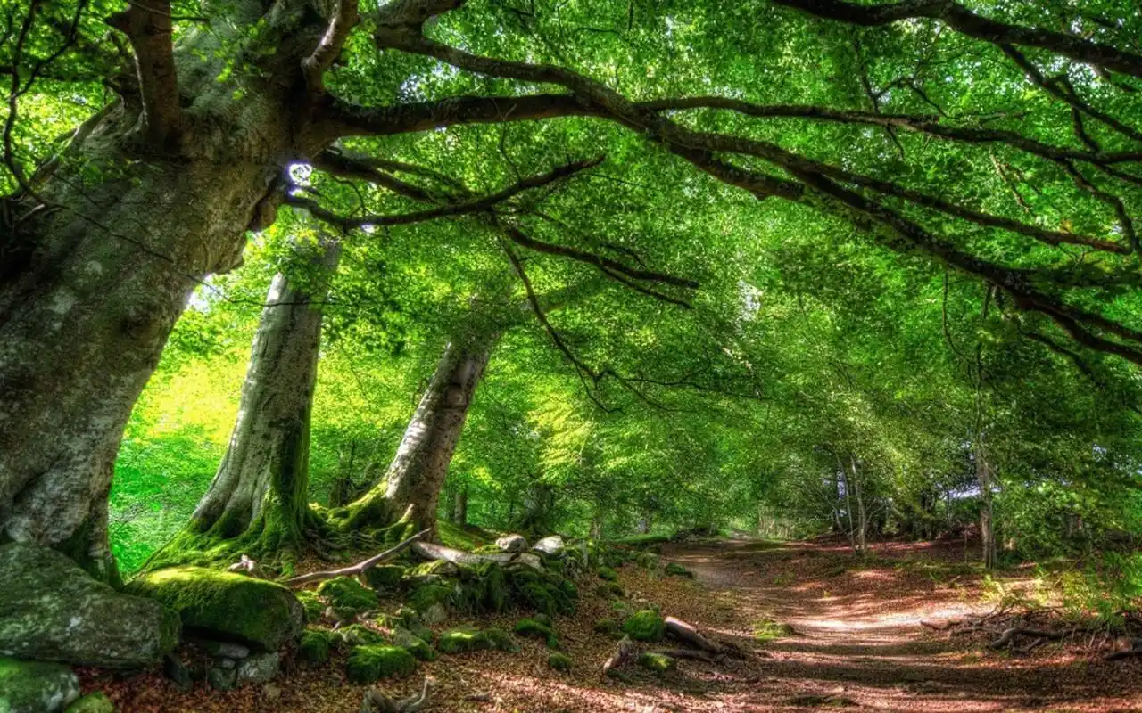 清新护眼的森林美景图片桌面壁纸