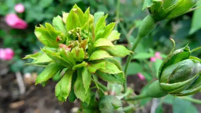 古老又珍稀的月季绿萼