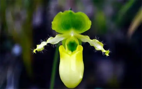 报春兜兰来报春