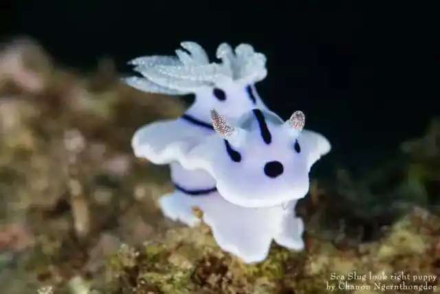 海洋科普(1509)| 海洋最萌动物——海蛞蝓_海底