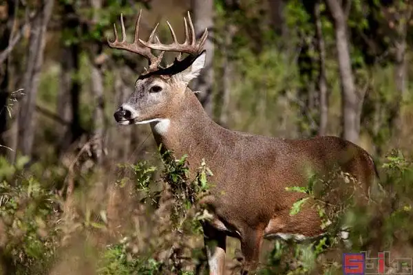 哺乳动物百科图片_品种大全_饲养繁殖_雌雄鉴别_sbike