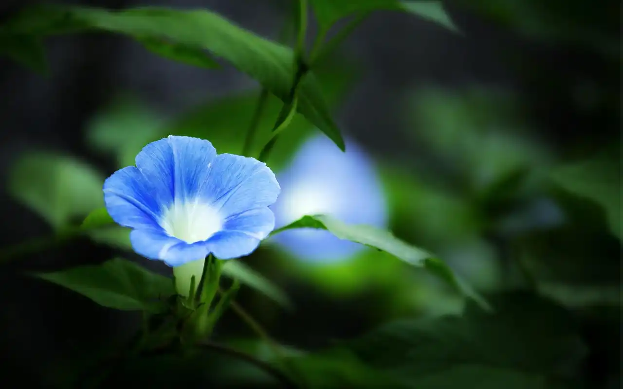 牵牛花绿色护眼植物高清图片桌面壁纸