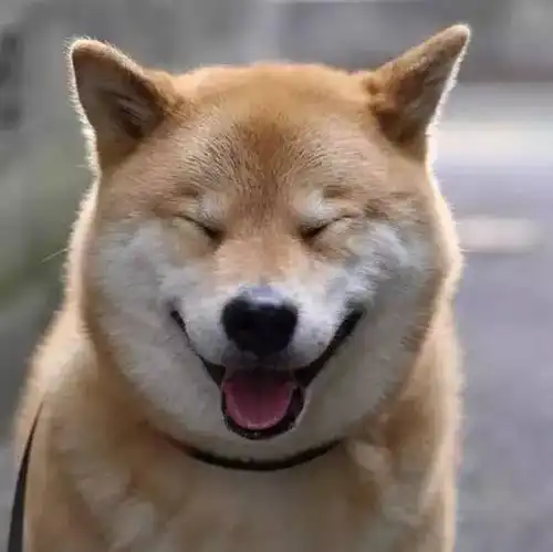 还记得这张表情包吗?这只灿烂微笑的柴犬走了