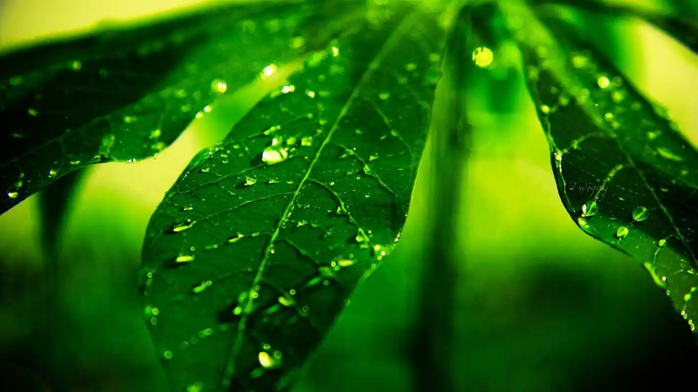 精选风景植物宽屏壁纸高清下载高清大图预览1920x1080_风景壁纸下载