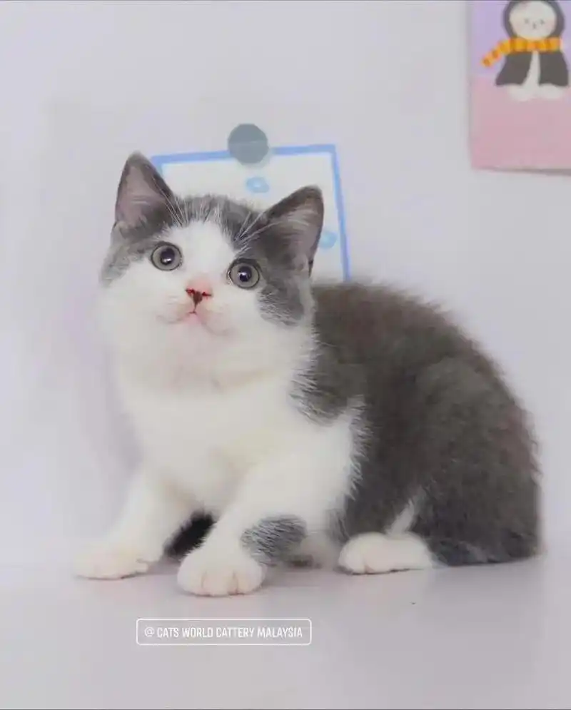 蓝白英短妹妹找新家啦