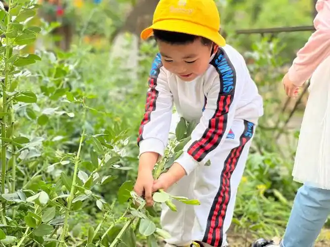种豆得豆,种瓜得瓜小朋友们自己采摘胡豆,剥胡豆,自得其乐.