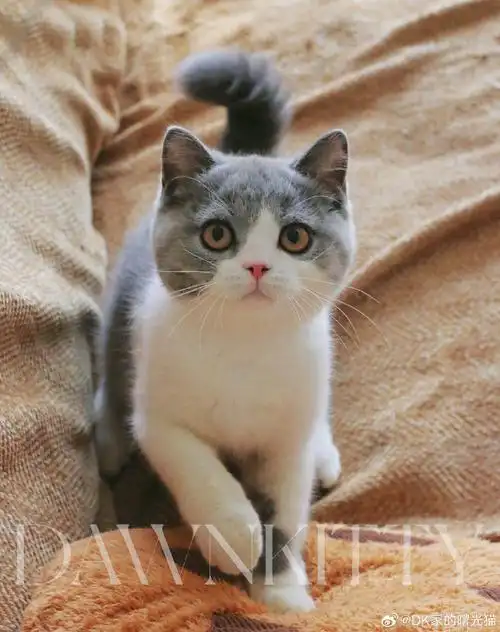 英短乳白##英短猫舍##英国短毛猫##英短##正规猫舍##成都猫舍##刮西