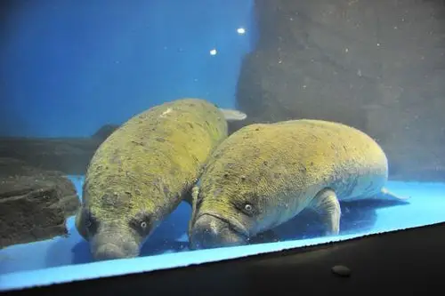 西非海牛的介绍