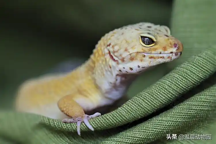 光守宫有,常见的蜕皮动物还有虾,蟹,昆虫,蜘蛛,蝎子,蛙,蝾螈,蛇,蜥蜴