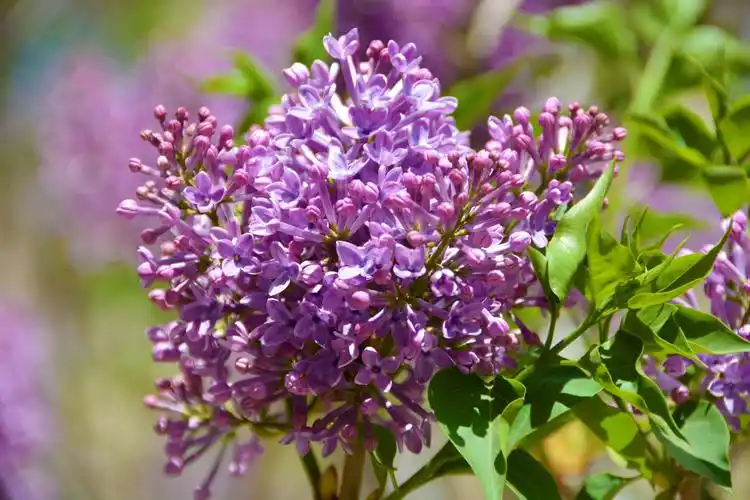 粉紫色丁香花,原创拍摄