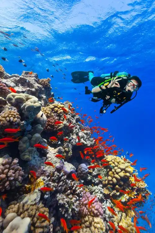 水肺潜水员探索珊瑚礁显示的手势