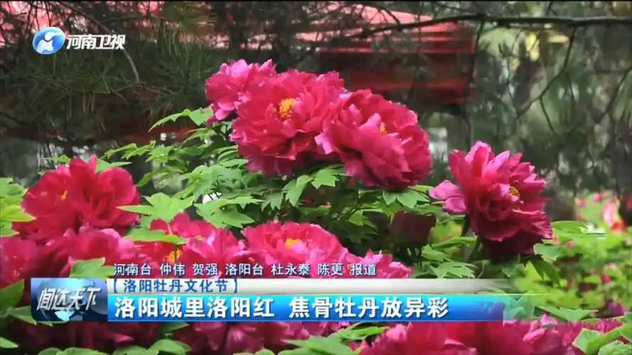 【洛阳牡丹文化节】洛阳城里洛阳红 焦骨牡丹放异彩 -大象网