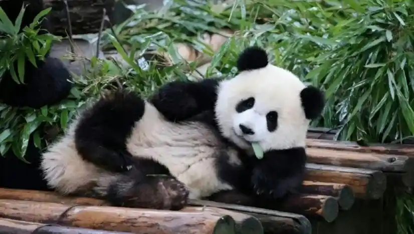 大熊猫渝爱醉奶再被抓拍,拽姐悠闲躺地玩手,实力演绎躺平人生