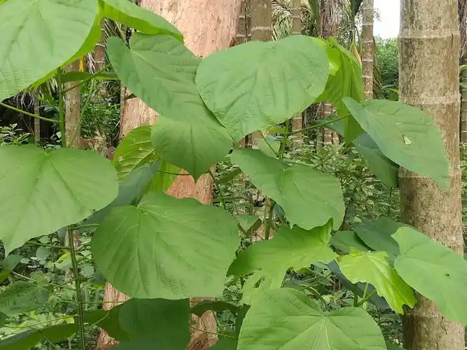 写美篇见血封喉树的树根是板状根,在海南,台风很大,树冠很高的大树