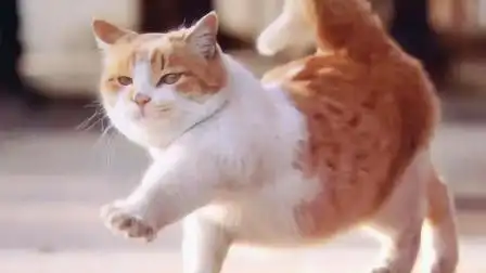 猫咪示范正宗"猫步",走出六亲不认的步伐,猫:同志们辛苦了