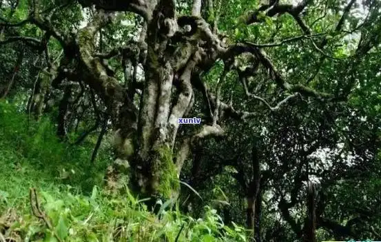 冰岛老寨茶王树拍卖-冰岛老寨茶王树拍卖价格