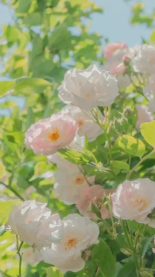 小清新花卉护眼手机壁纸