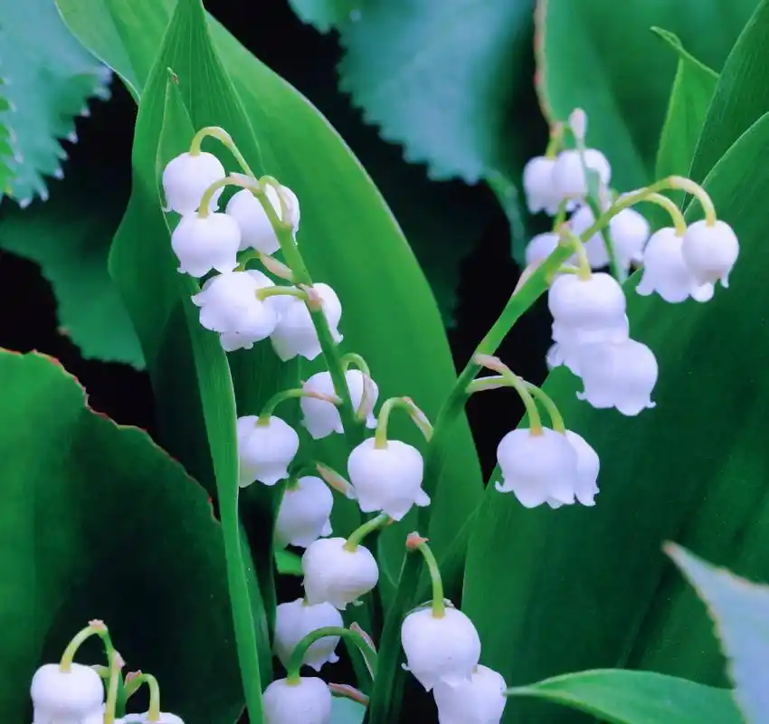 有一种花叫铃兰花,它的花语是:经历 - 抖音